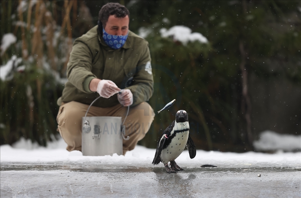 أشبه بفيلم وثائقي.. إطعام حيوانات حديقة بورصة التركية