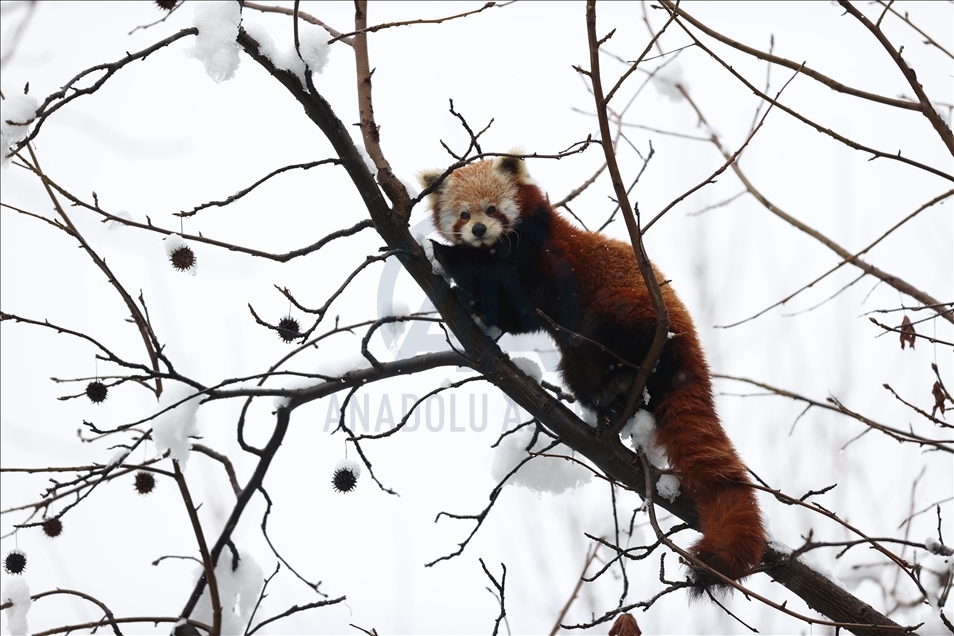 أشبه بفيلم وثائقي.. إطعام حيوانات حديقة بورصة التركية