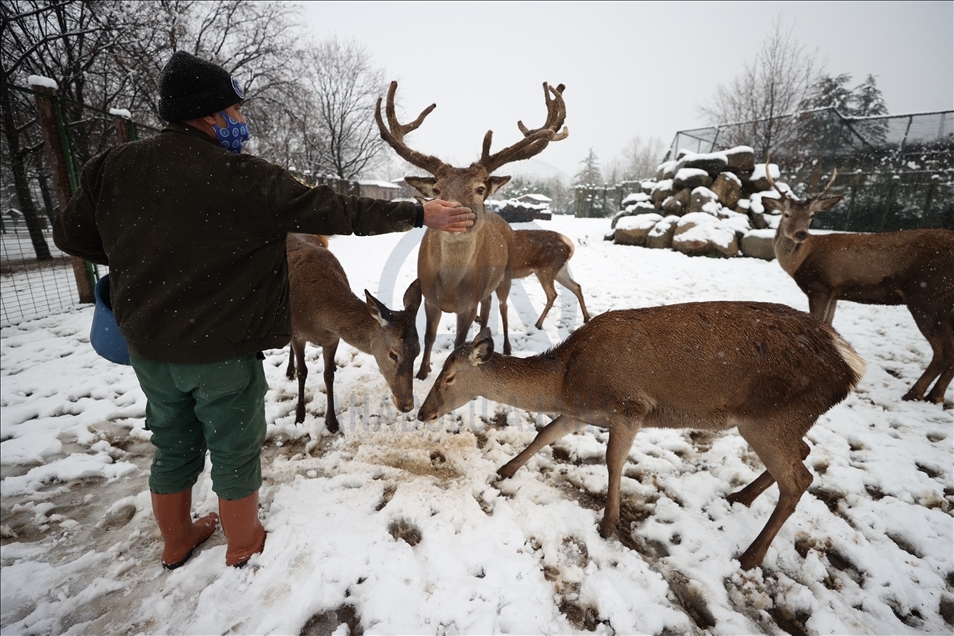 أشبه بفيلم وثائقي.. إطعام حيوانات حديقة بورصة التركية