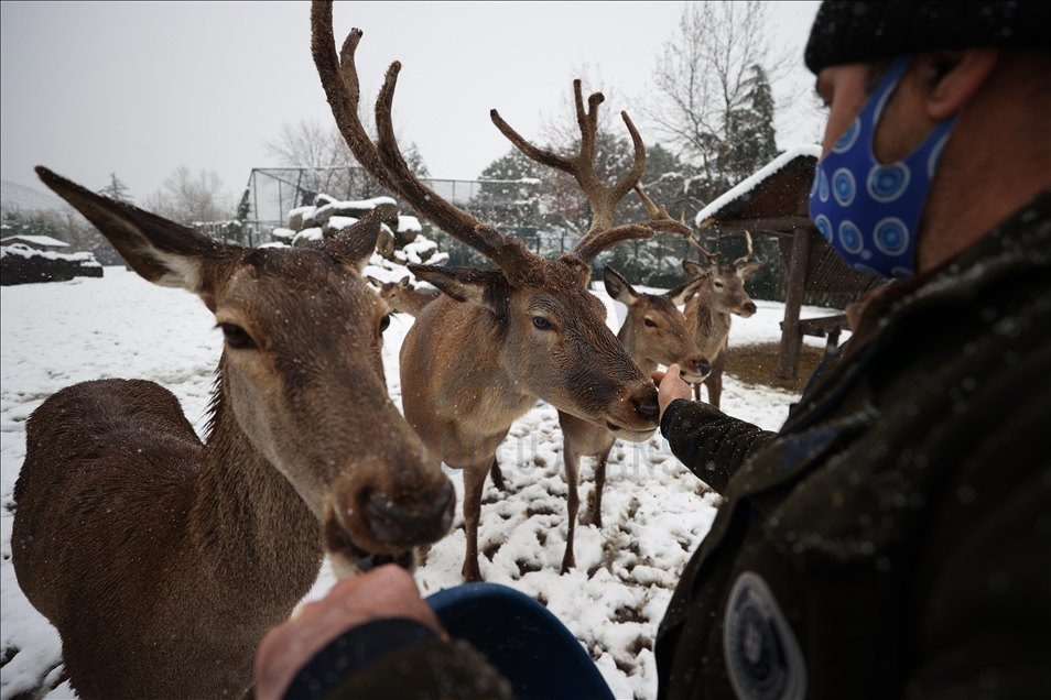 أشبه بفيلم وثائقي.. إطعام حيوانات حديقة بورصة التركية