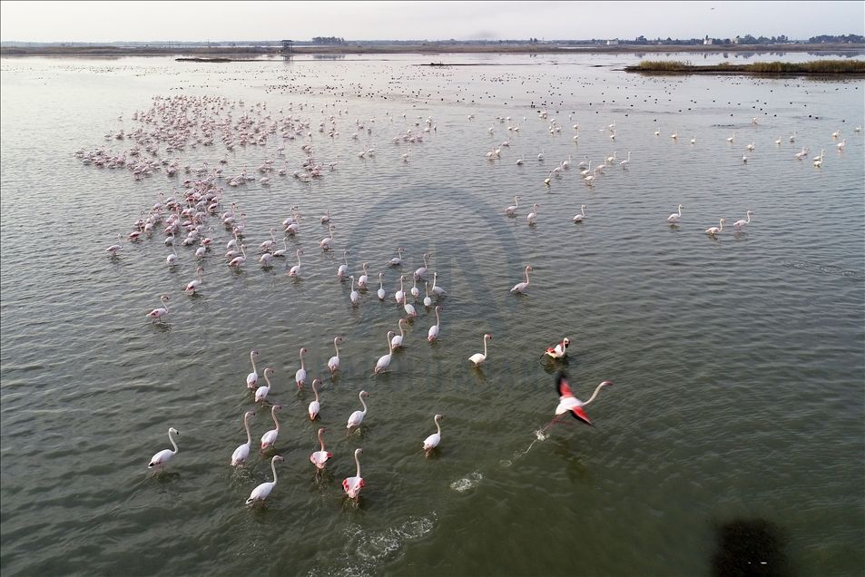 Turquie : les flamants roses colorient le delta de Cukurova