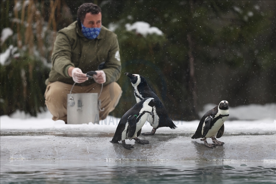 أشبه بفيلم وثائقي.. إطعام حيوانات حديقة بورصة التركية