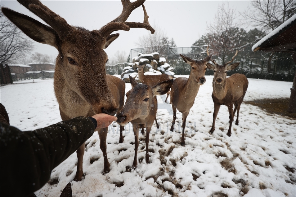 أشبه بفيلم وثائقي.. إطعام حيوانات حديقة بورصة التركية