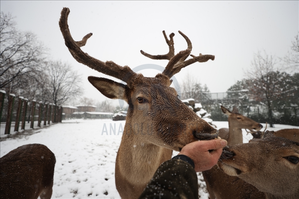 أشبه بفيلم وثائقي.. إطعام حيوانات حديقة بورصة التركية