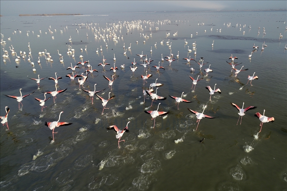 Turquie : les flamants roses colorient le delta de Cukurova