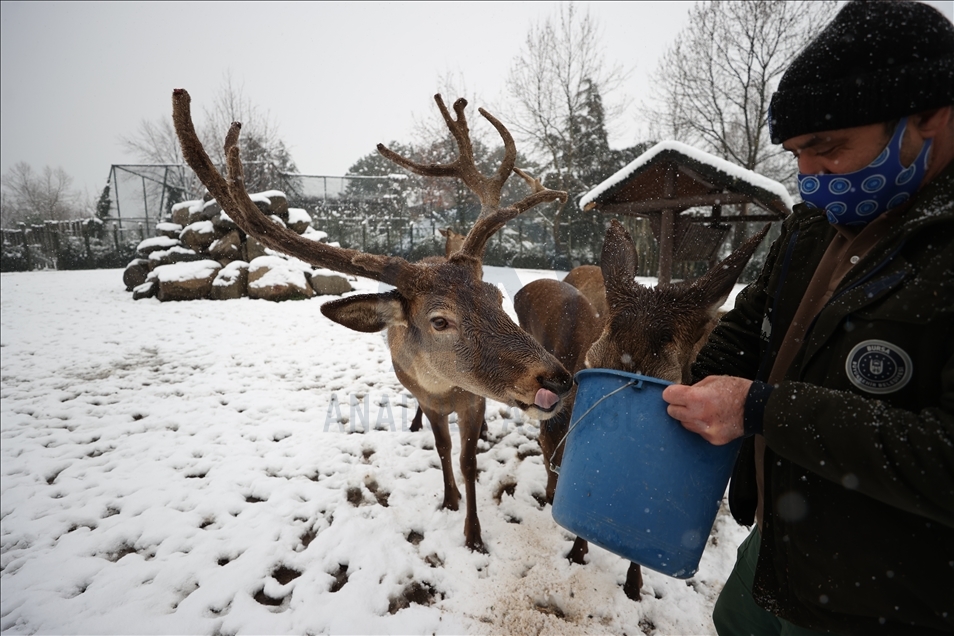أشبه بفيلم وثائقي.. إطعام حيوانات حديقة بورصة التركية