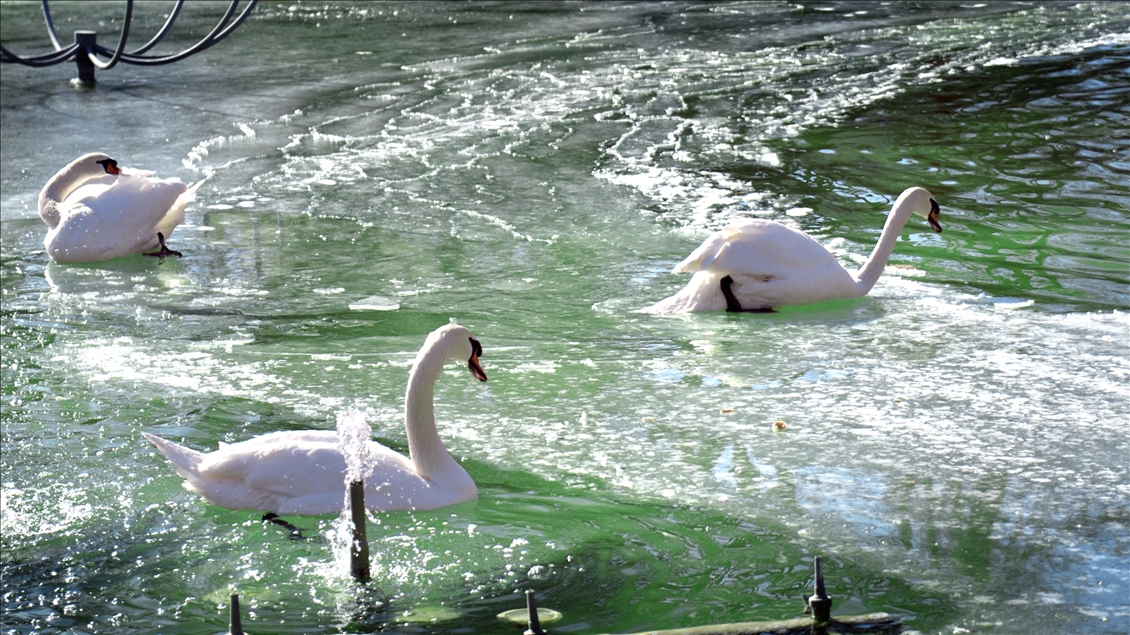 Konya’da kuğular buz tutan havuzda güzel görüntüler oluşturdu
