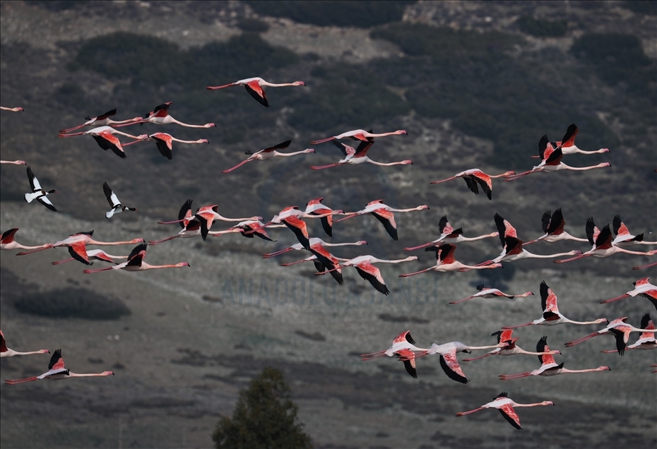 میزبانی دلتای رود گدیز ازمیر ترکیه از انواع پرندگان در فصل زمستان