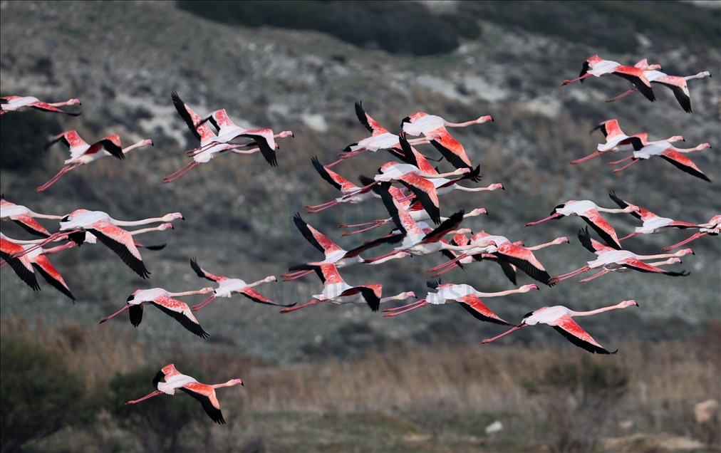 میزبانی دلتای رود گدیز ازمیر ترکیه از انواع پرندگان در فصل زمستان