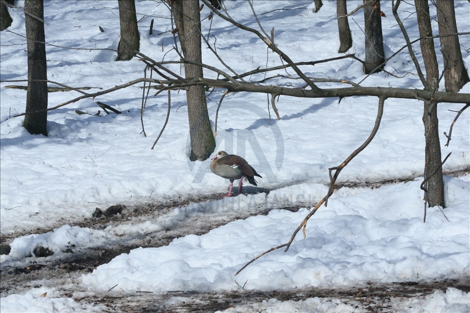 La réserve turque d'Ormanya : Une rencontre avec les animaux sauvages grâce à la neige