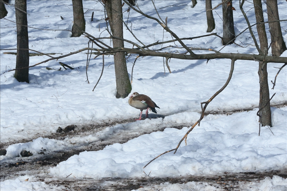 تركيا.. الثلوج تتيح رؤية الحيوانات البرية في محمية "أورمانيا"