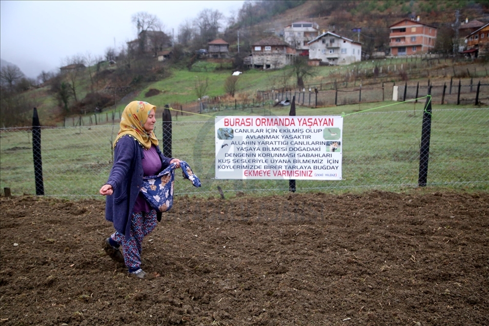 Kastamonu'da yıllardır atıl kalan tarlalar yaban hayvanları için ekildi