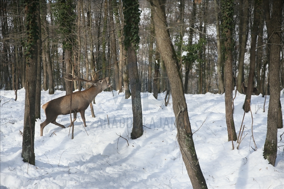 La réserve turque d'Ormanya : Une rencontre avec les animaux sauvages grâce à la neige