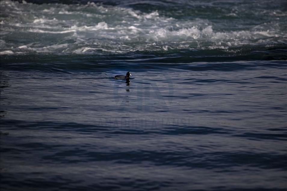Istanbul's "winter guests" Eurasian coots started to be seen on the Bosphorus