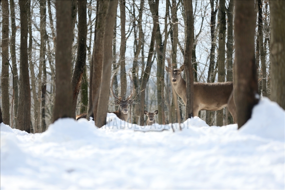 La réserve turque d'Ormanya : Une rencontre avec les animaux sauvages grâce à la neige