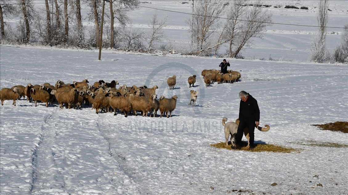 Hayvancılık tutkusu 50 yıl sonra köye dönüş yaptırdı