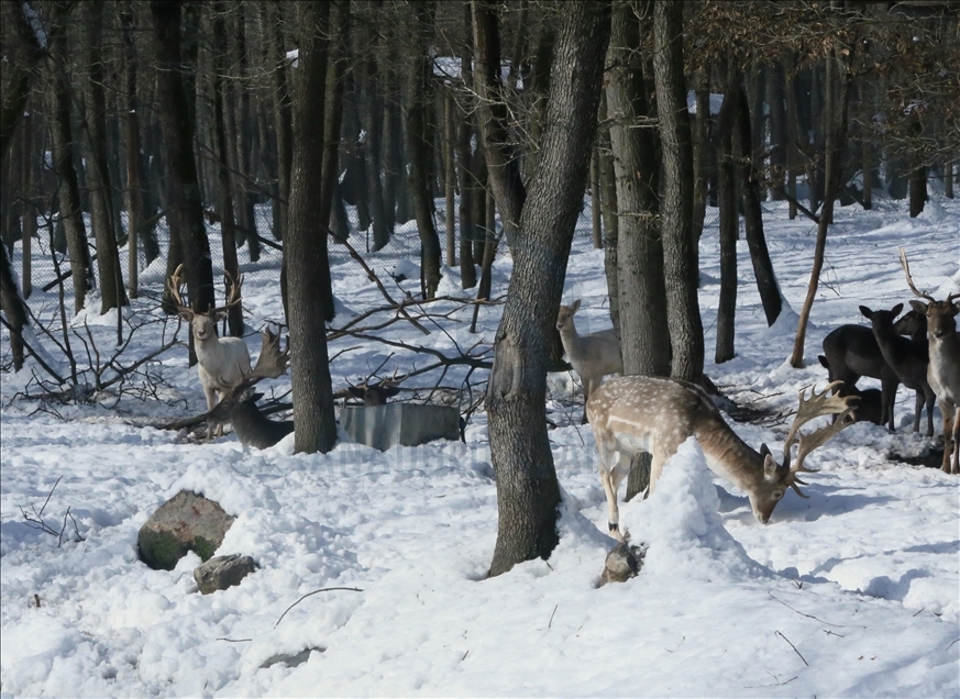 La réserve turque d'Ormanya : Une rencontre avec les animaux sauvages grâce à la neige