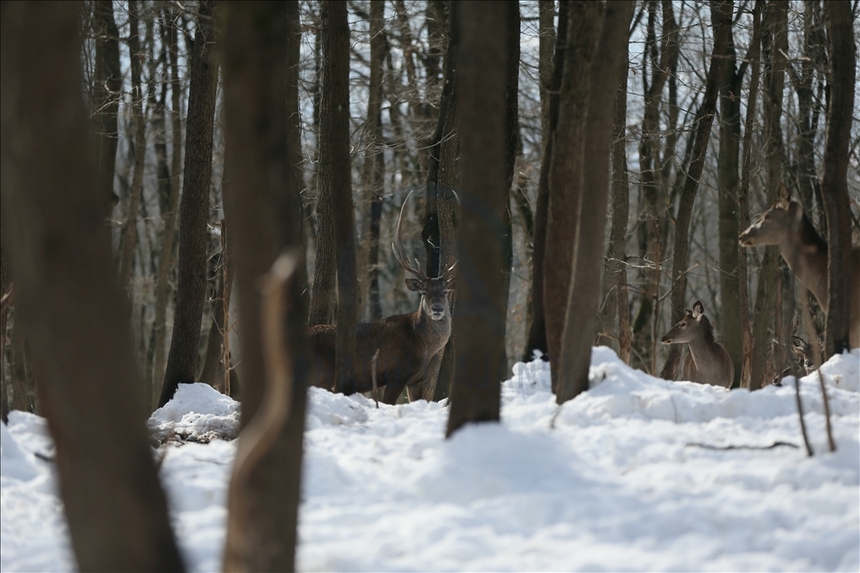 La réserve turque d'Ormanya : Une rencontre avec les animaux sauvages grâce à la neige