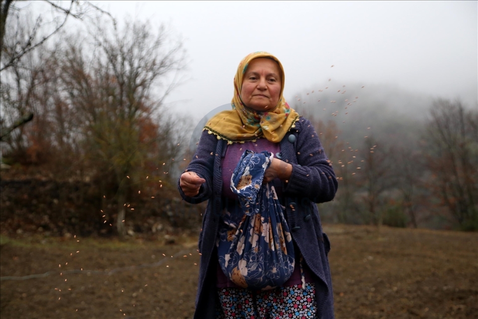 Kastamonu'da yıllardır atıl kalan tarlalar yaban hayvanları için ekildi