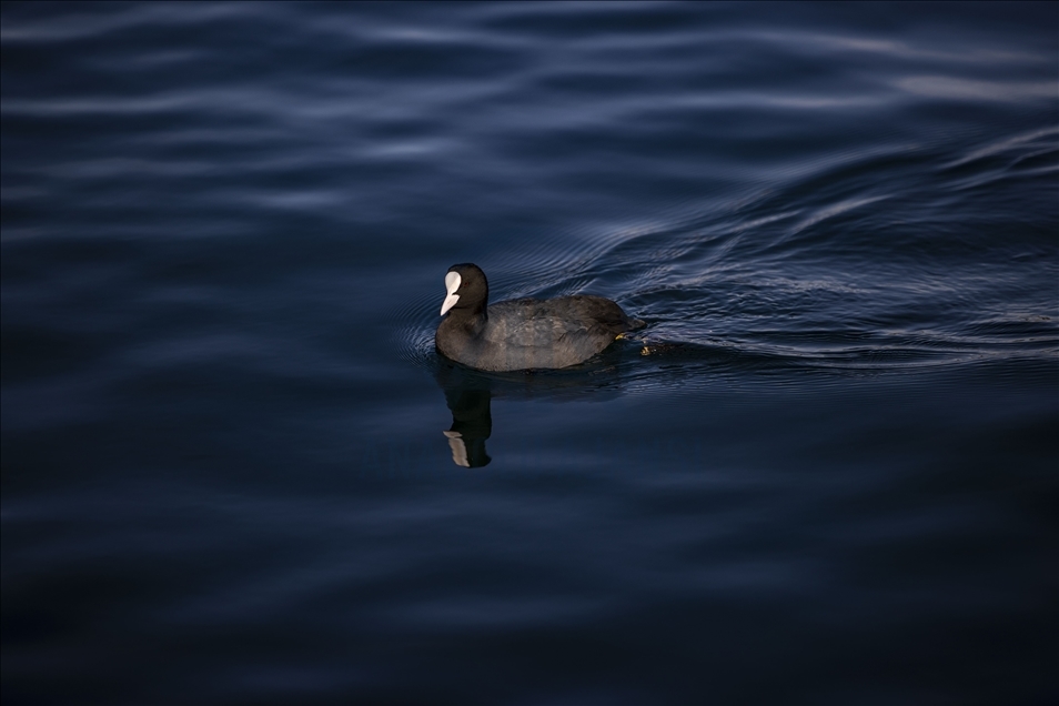 Istanbul's "winter guests"  Eurasian coots started to be seen on the Bosphorus
