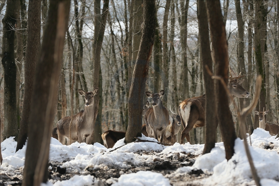 La réserve turque d'Ormanya : Une rencontre avec les animaux sauvages grâce à la neige