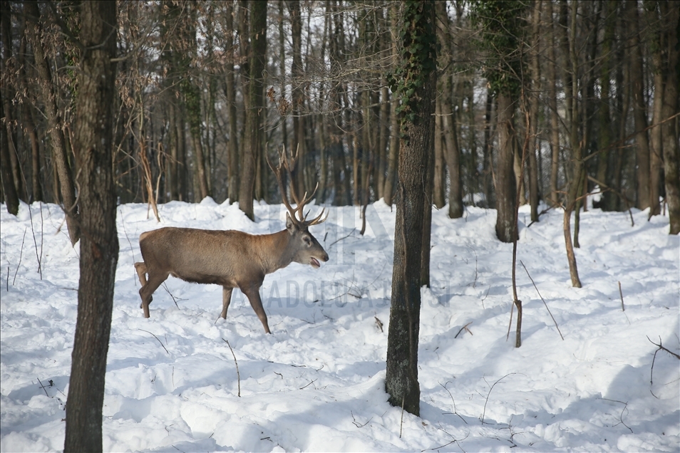 La réserve turque d'Ormanya : Une rencontre avec les animaux sauvages grâce à la neige