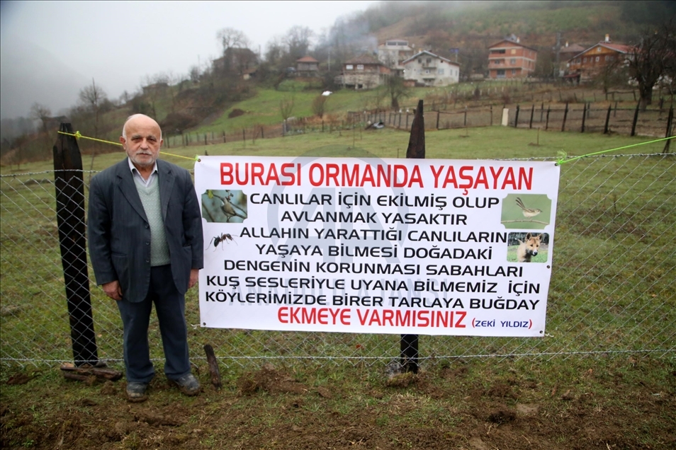Kastamonu'da yıllardır atıl kalan tarlalar yaban hayvanları için ekildi