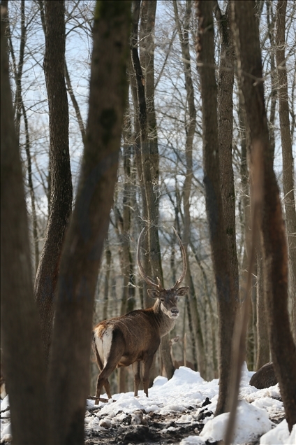 La réserve turque d'Ormanya : Une rencontre avec les animaux sauvages grâce à la neige