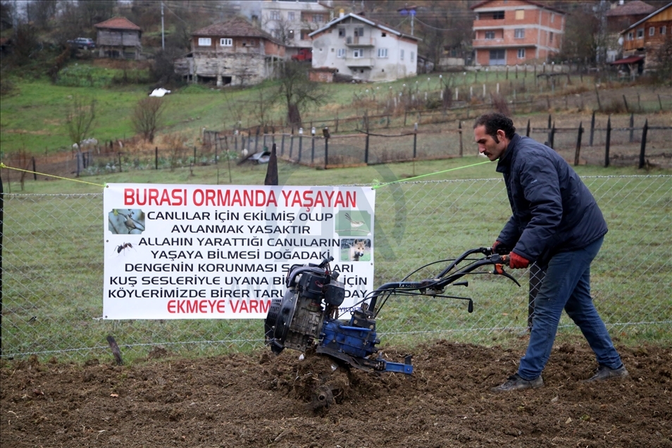 Kastamonu'da yıllardır atıl kalan tarlalar yaban hayvanları için ekildi