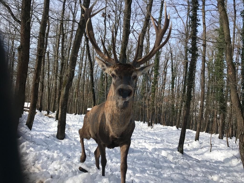 La réserve turque d'Ormanya : Une rencontre avec les animaux sauvages grâce à la neige