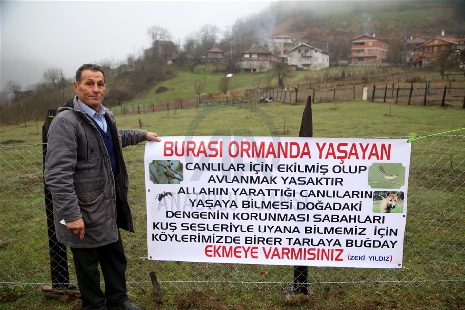 Kastamonu'da yıllardır atıl kalan tarlalar yaban hayvanları için ekildi