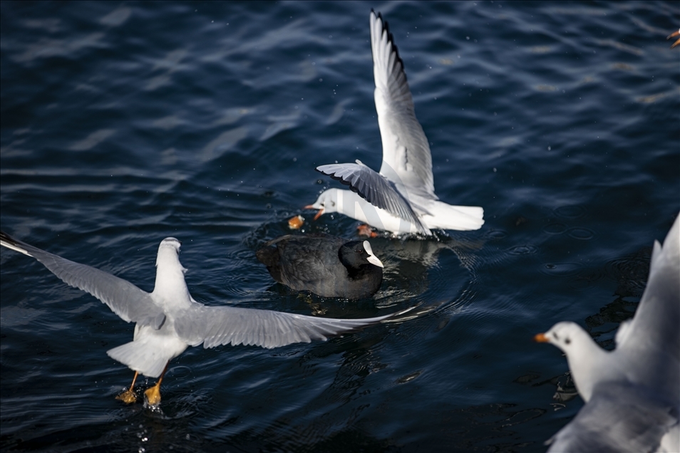 Istanbul's "winter guests"  Eurasian coots started to be seen on the Bosphorus