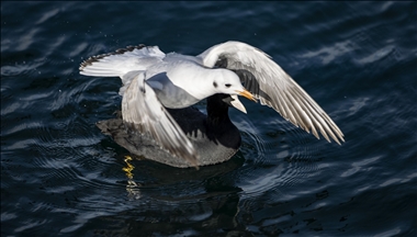 Istanbul's "winter guests" Eurasian coots started to be seen on the Bosphorus