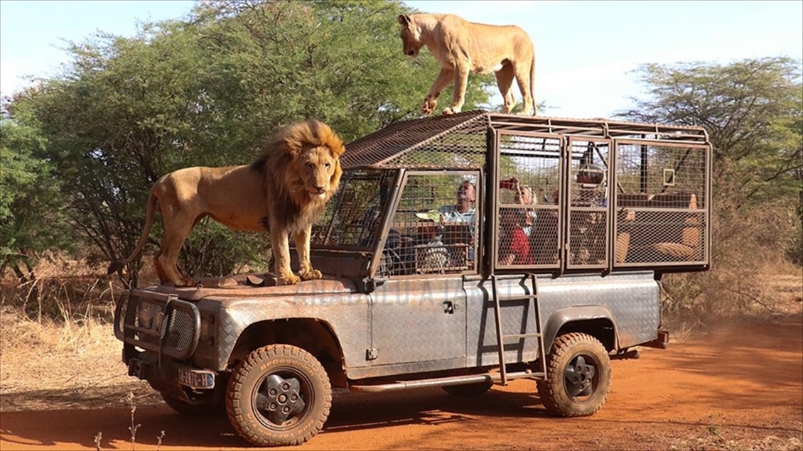 Sénégal : Les visiteurs d'un parc zoologique se délectent de voir des lions de près