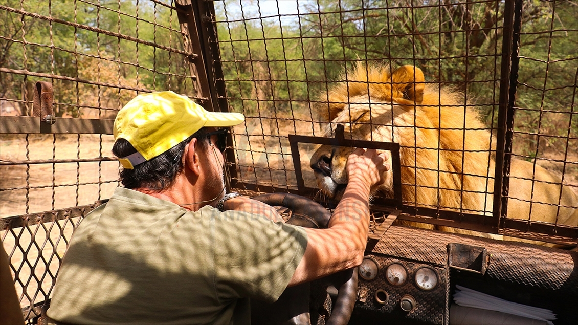 Sénégal : Les visiteurs d'un parc zoologique se délectent de voir des lions de près