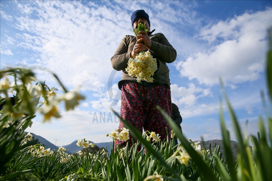 Así es la producción de flores de narciso en península de Karaburun en Turquía