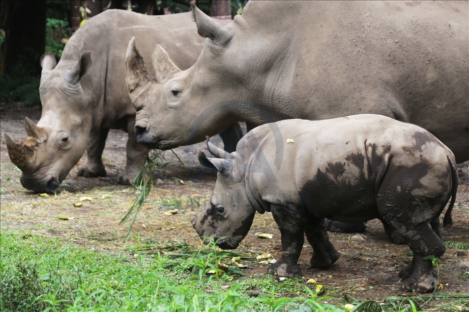 Safari park u Indoneziji bogatiji za mladunče bijelog nosoroga
