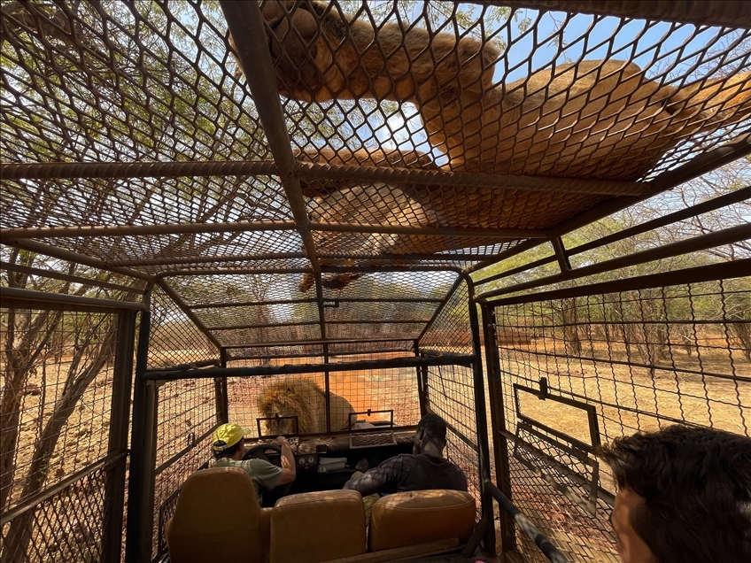 Visitors attend tours in cage to see lions of nature park