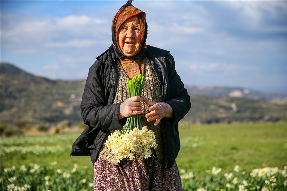 Así es la producción de flores de narciso en península de Karaburun en Turquía