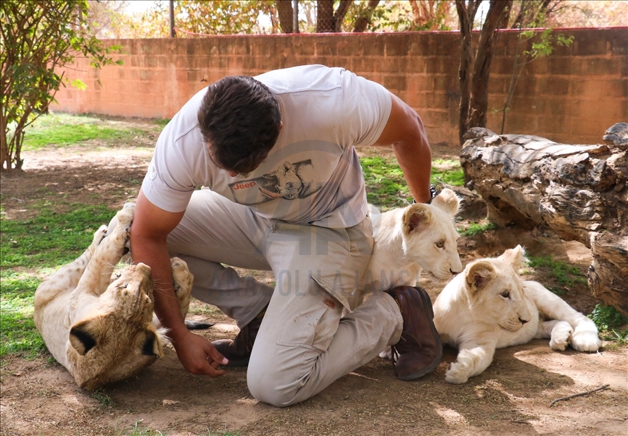 Sénégal : Les visiteurs d'un parc zoologique se délectent de voir des lions de près