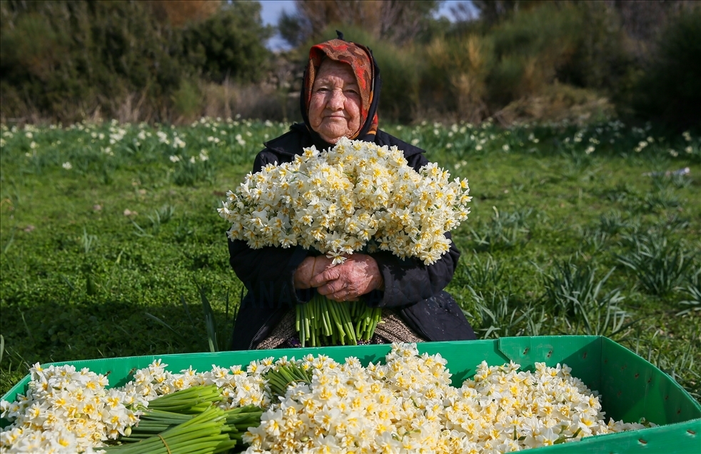 Así es la producción de flores de narciso en península de Karaburun en Turquía