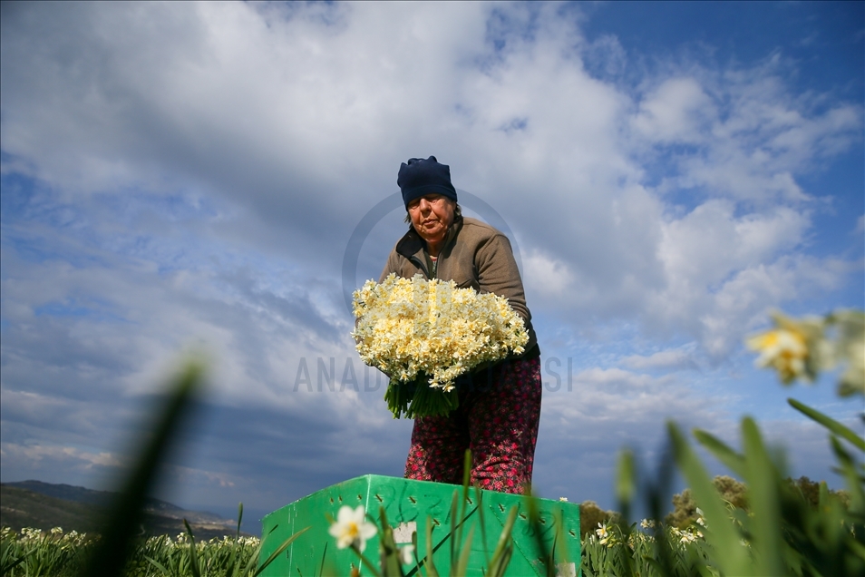 Así es la producción de flores de narciso en península de Karaburun en Turquía