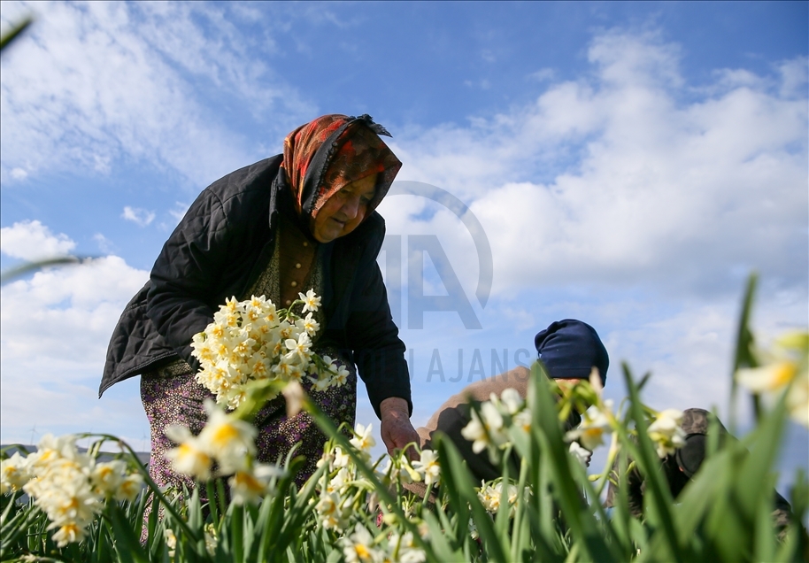 Así es la producción de flores de narciso en península de Karaburun en Turquía