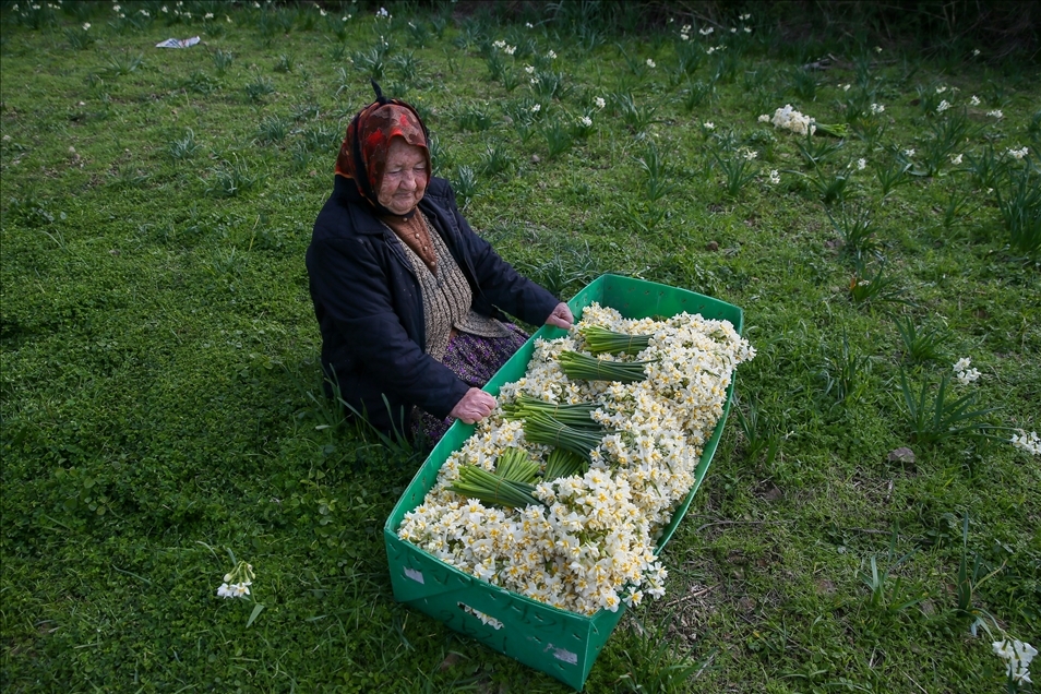 Así es la producción de flores de narciso en península de Karaburun en Turquía