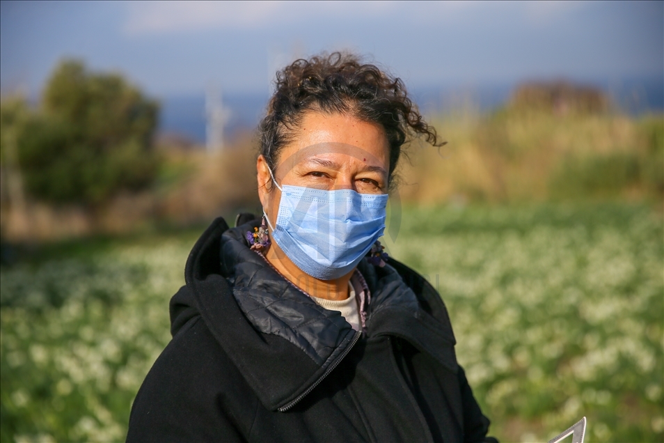 Así es la producción de flores de narciso en península de Karaburun en Turquía