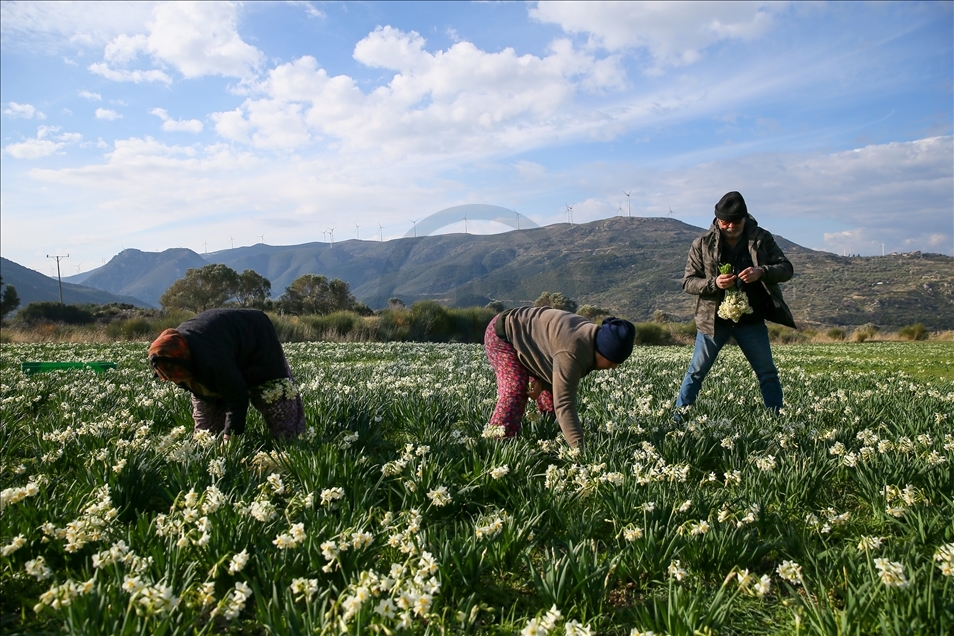 Así es la producción de flores de narciso en península de Karaburun en Turquía