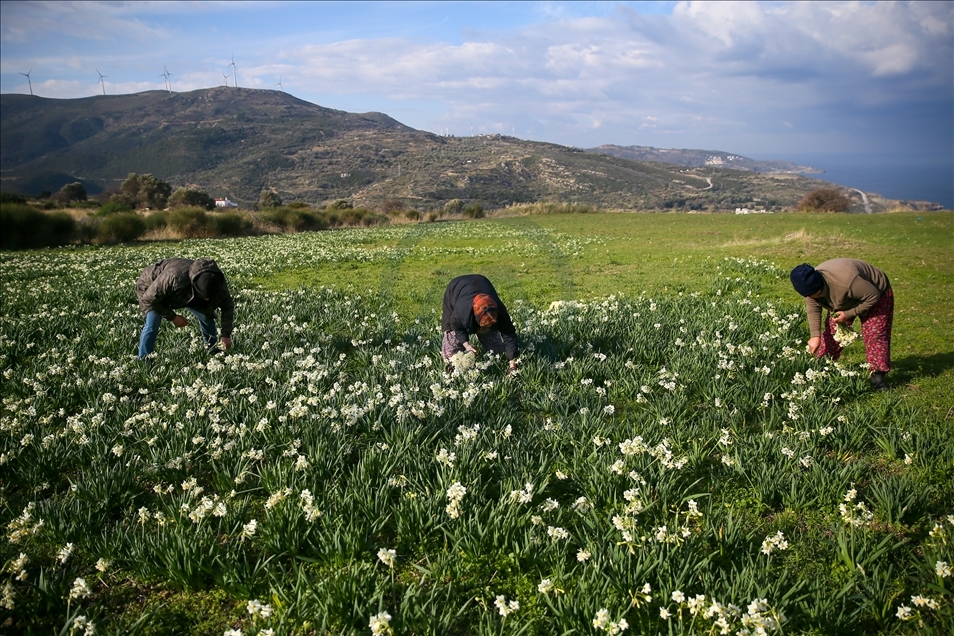 Así es la producción de flores de narciso en península de Karaburun en Turquía