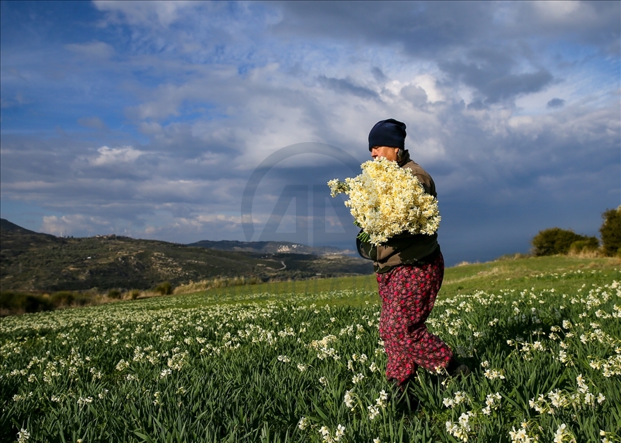 Así es la producción de flores de narciso en península de Karaburun en Turquía