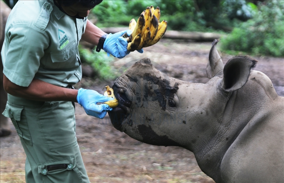 Safari park u Indoneziji bogatiji za mladunče bijelog nosoroga