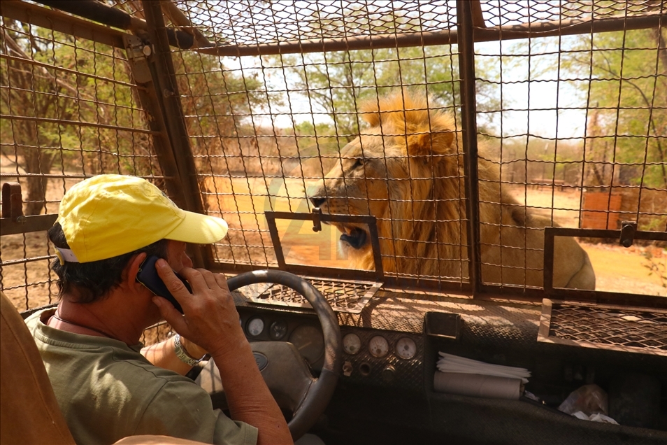 Senegal'deki doğal yaşam parkının ziyaretçileri, aslanları yakından görebilmek için "kafese" giriyor